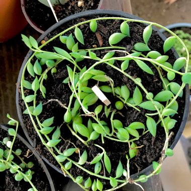 Senecio 'Radicans'