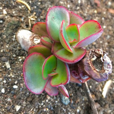 Echeveria Big Red