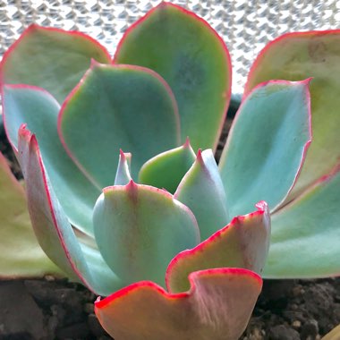 Echeveria Powder Blue