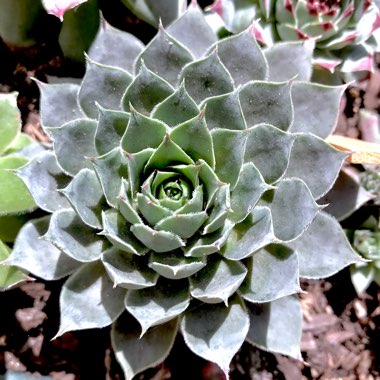 Sempervivum Blue Boy