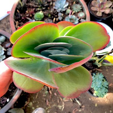 Kalanchoe luciae 'Flapjack'