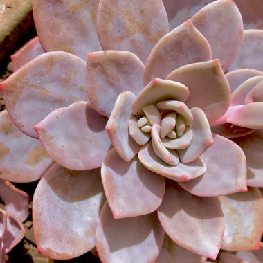 xGraptoveria Laui Pink