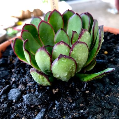 Echeveria Christmas