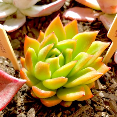 Echeveria Green Waterlily