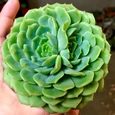 Echeveria Derosa