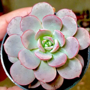 Echeveria subcorymbosa Lau 026