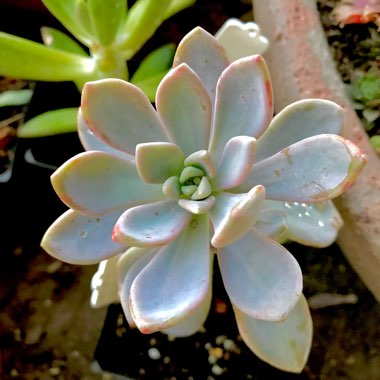 Graptopetalum Victor Kane