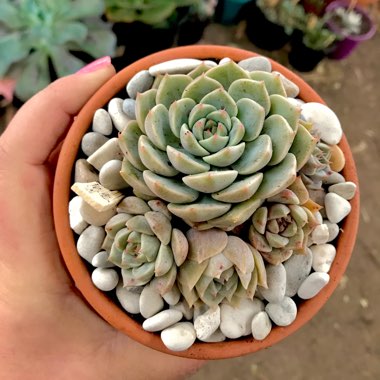 xGraptoveria Margarete Reppin