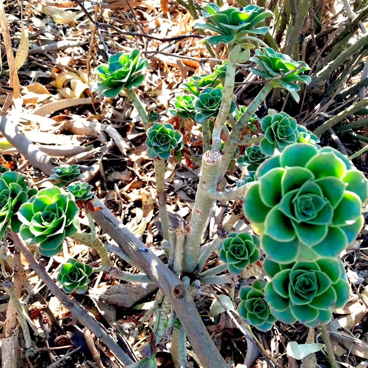 Plant image Aeonium Balsamiferum