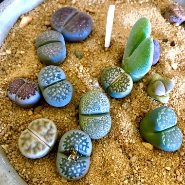 Lithops