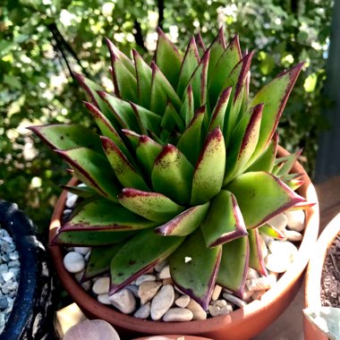 Echeveria Agavoides Red Edge