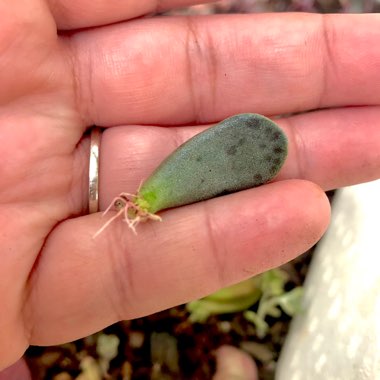 Adromischus cooperi