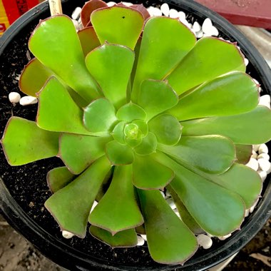 Aeonium Garnet