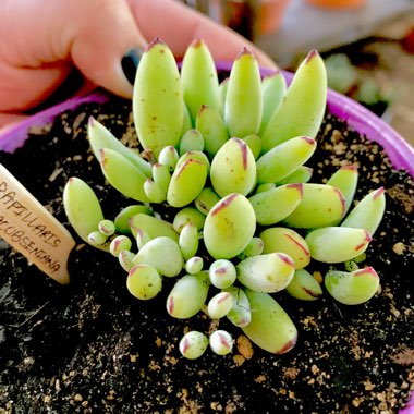 Cotyledon Papillaris