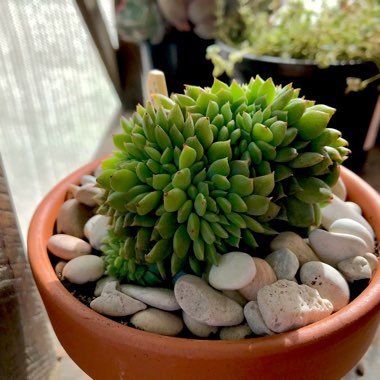 Echeveria Leisal Cristata