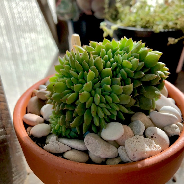 Plant image Echeveria Leisal Cristata