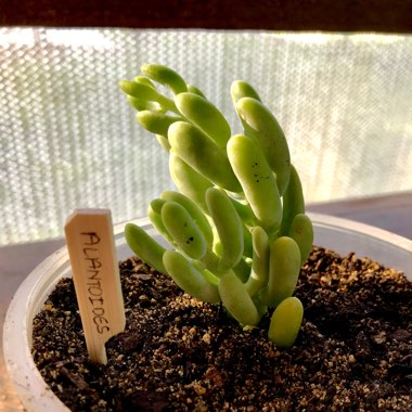 Sedum Allantoides Goldii