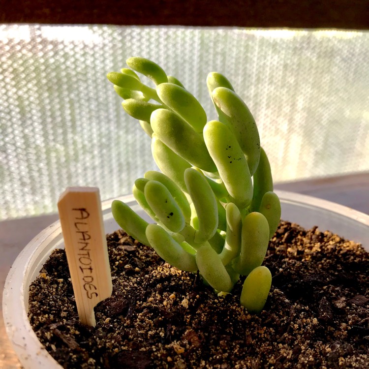 Plant image Sedum Allantoides Goldii