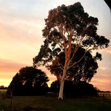 Corymbia aparrerinja syn. Eucalyptus papuana var. aparrerinja