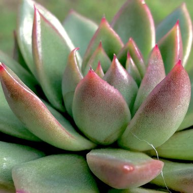 Echeveria Gilva Red