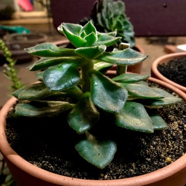 Echeveria Setosa Giant