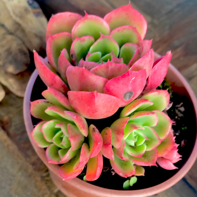 Plant image Echeveria Emerald Isle