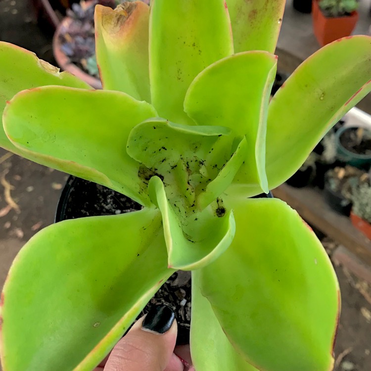 Plant image Echeveria Pallida