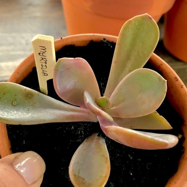 x Pachyveria Myrtilla