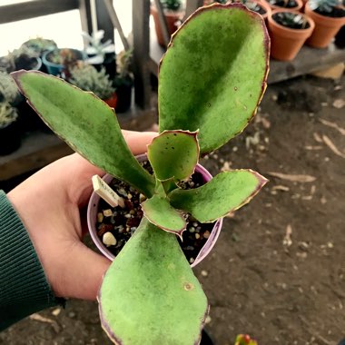 Kalanchoe Synsepala 'Gremlin'