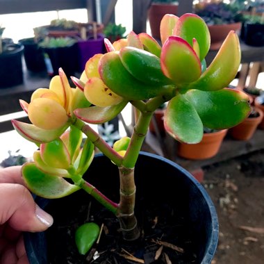 Crassula ovata 'Hummel's Sunset'