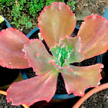 Echeveria Mauna Loa Pink Form