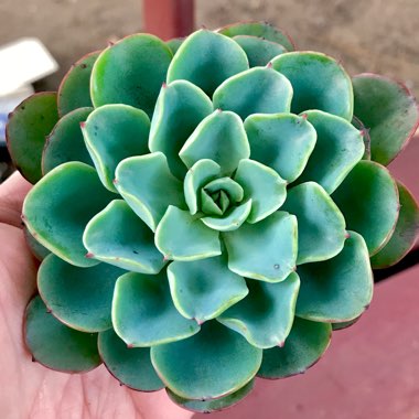 Echeveria Lara