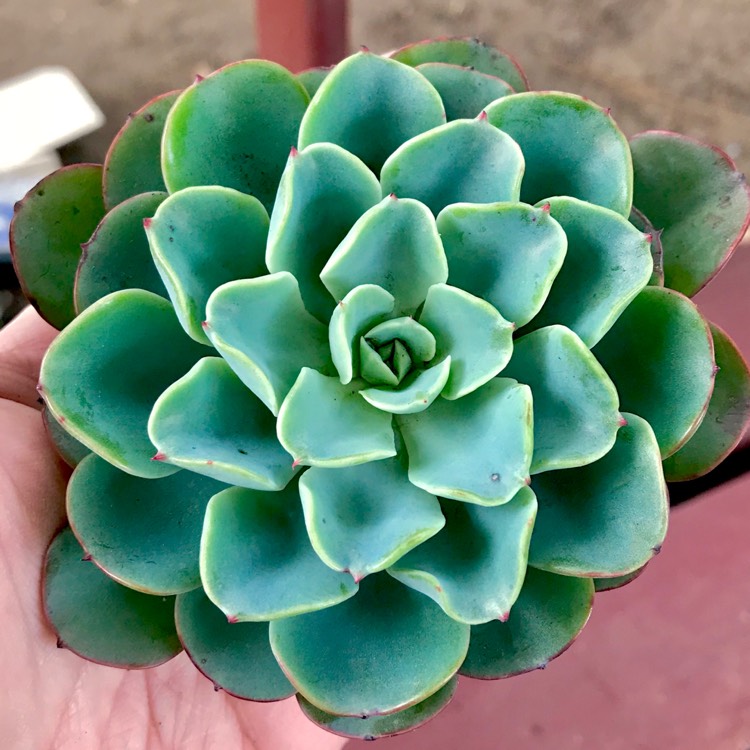 Plant image Echeveria Lara