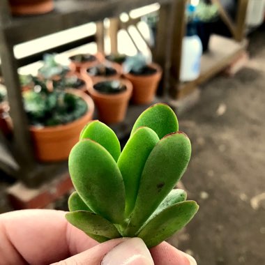 Crassula Atropurpurea var. Atropurpurea