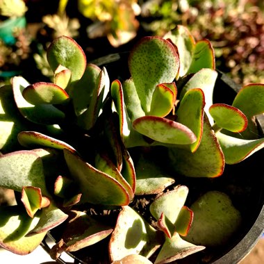 Crassula arborescens subsp. undulatifolia 'Bluebird'