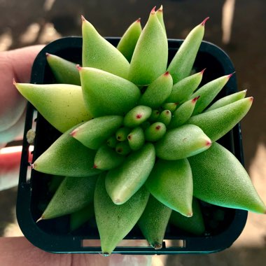 Echeveria Agavoides Corderoyi Crested