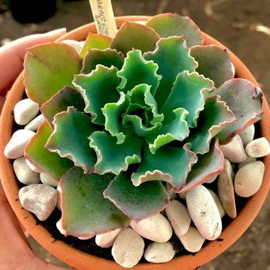 Echeveria Paradisian Surprise