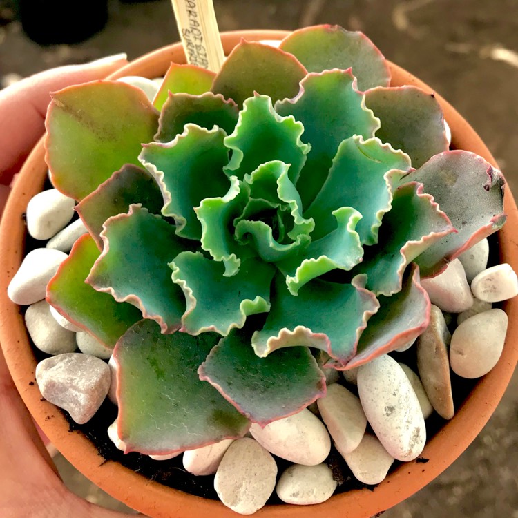 Plant image Echeveria Paradisian Surprise