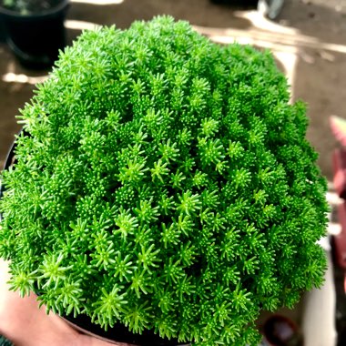 Sedum lydium