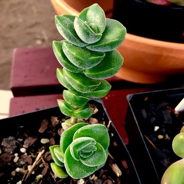 Crassula Jade Tower