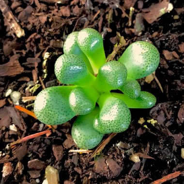 Aloinopsis schooneesii