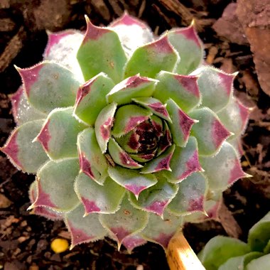 Sempervivum Tectorum var. Calcareum