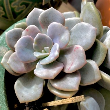 xGraptoveria Margaret Rose