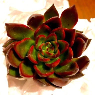 Echeveria Benimusume