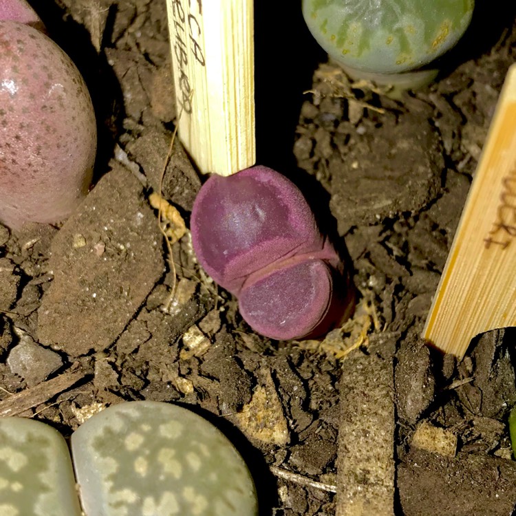 Plant image Lithops Optica Rubra