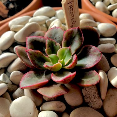 Echeveria Painted Frills