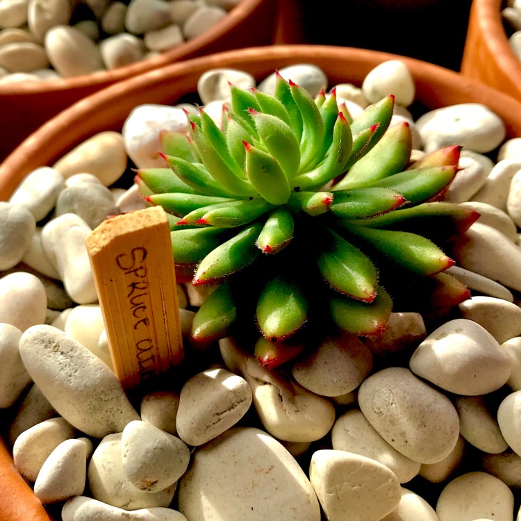 Plant image Echeveria Spruce Oliver