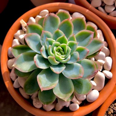 Echeveria Schichi-Kuksi