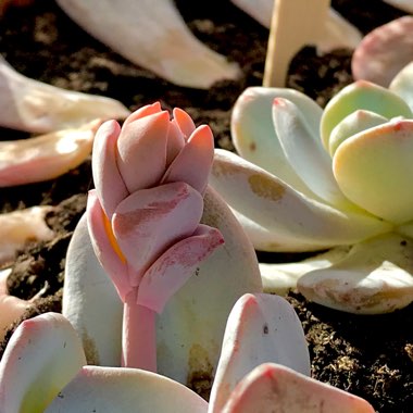 Echeveria laui