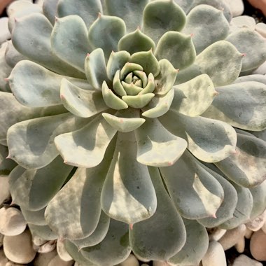 Echeveria Dondo